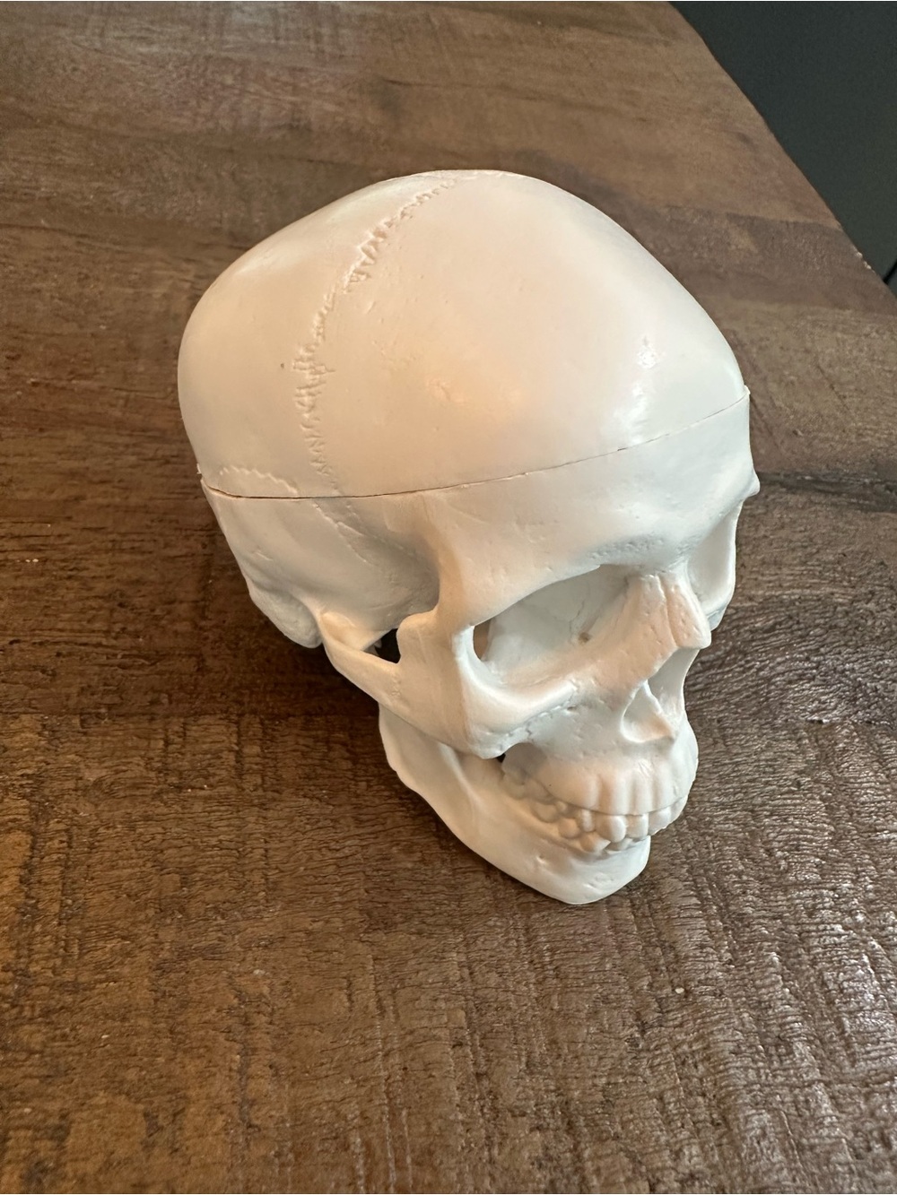 NEW White Decorative Skull Model